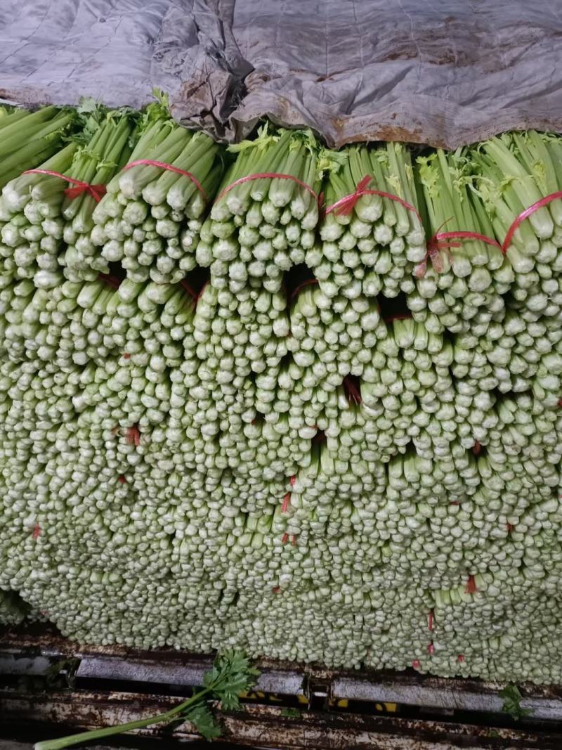 毛芹