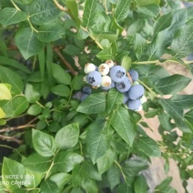 篮莓，409小柿子