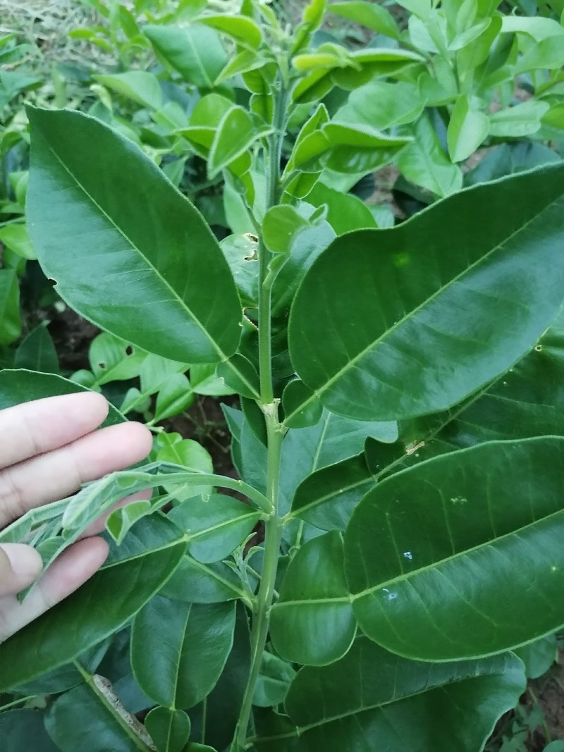 泰国红宝石青柚苗假一赔百品种正宗苗好无溃疡【包邮】