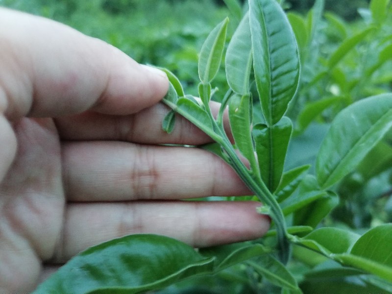 泰国红宝石青柚苗假一赔百品种正宗苗好无溃疡【包邮】