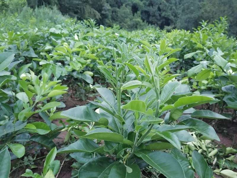 泰国红宝石青柚苗假一赔百品种正宗苗好无溃疡【包邮】