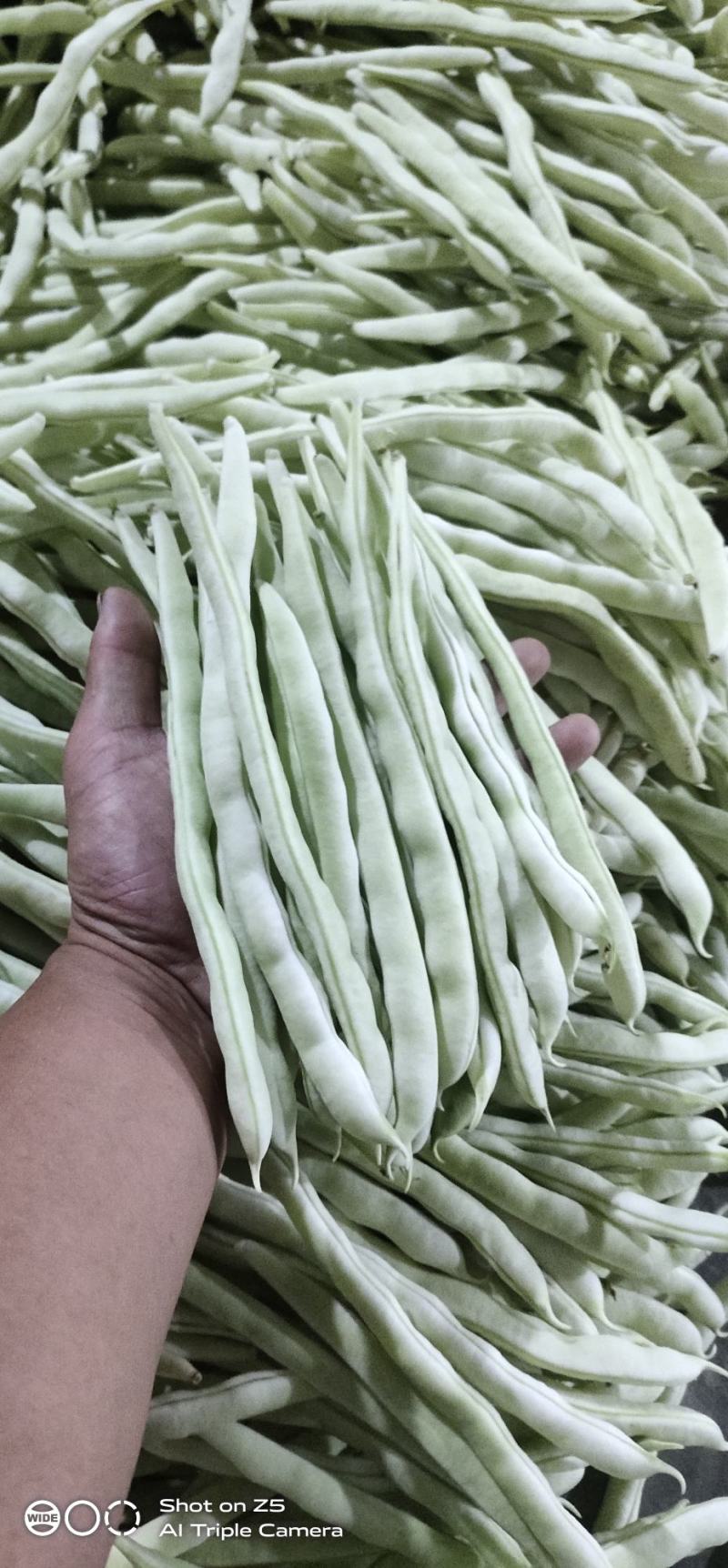 精品白不老豆角，产地直销，欢迎新老客户采购。