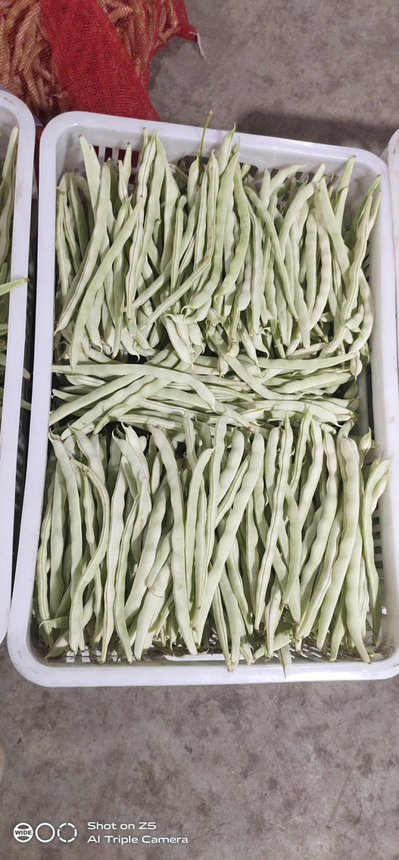 精品白不老豆角，产地直销，欢迎新老客户采购。