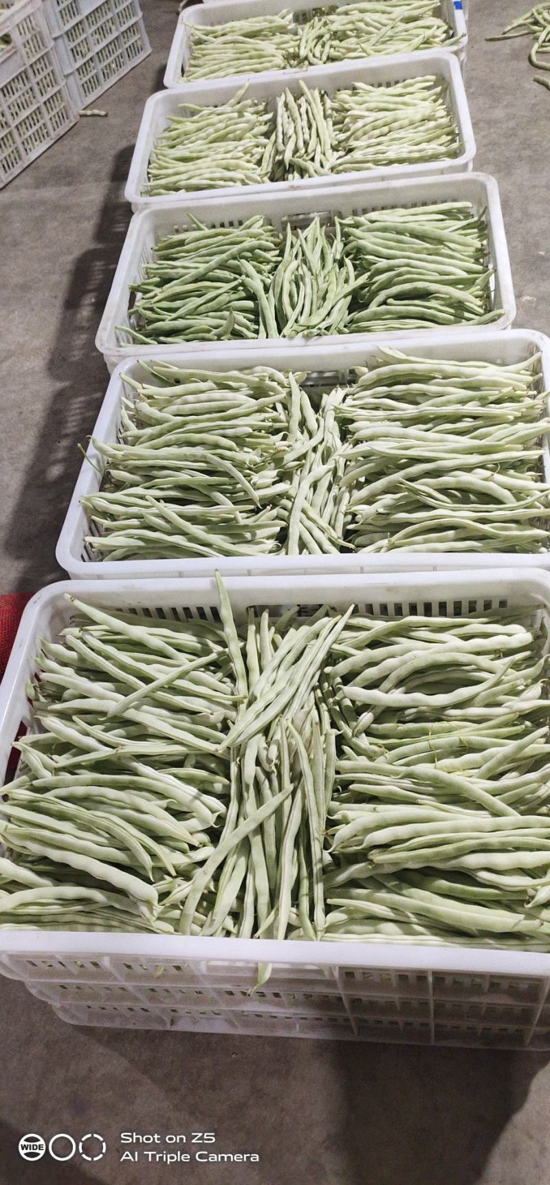 精品白不老豆角，产地直销，欢迎新老客户采购。