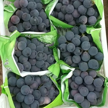 巨峰葡萄