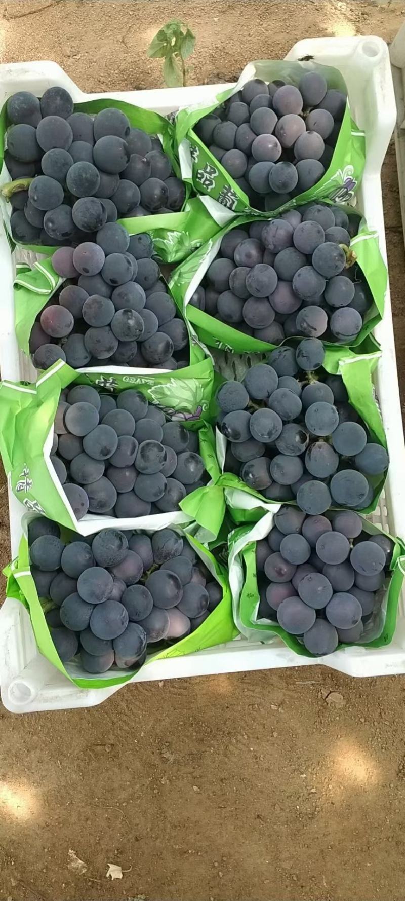 巨峰葡萄