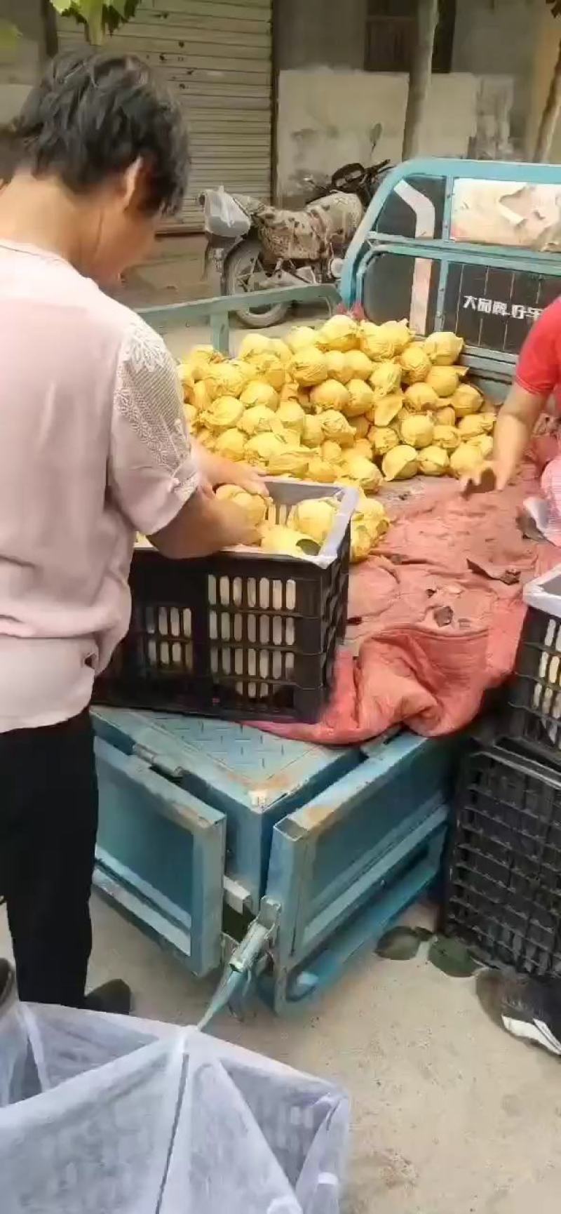 山东聊城冠县占地桃树，梨树，果树，处理中，绿化树基地