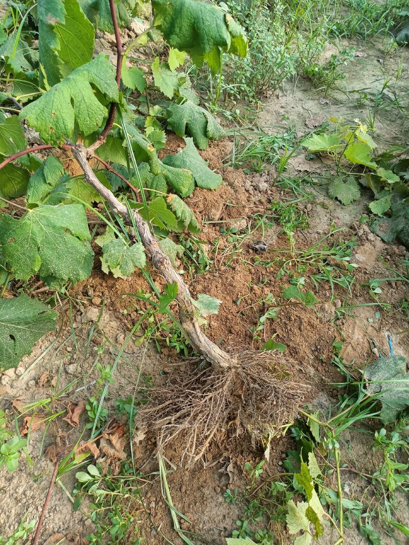 山东聊城冠县占地桃树，梨树，果树，处理中，绿化树基地