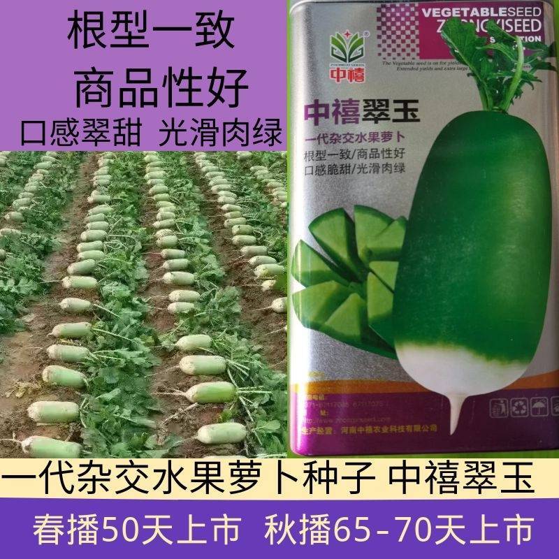 河南中禧翠玉一代杂交水果萝卜光滑肉绿口感脆甜早熟耐热性好