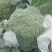 张家口蔬菜基地现货供应耐寒优秀西兰花
