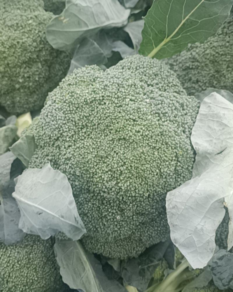 张家口蔬菜基地现货供应耐寒优秀西兰花