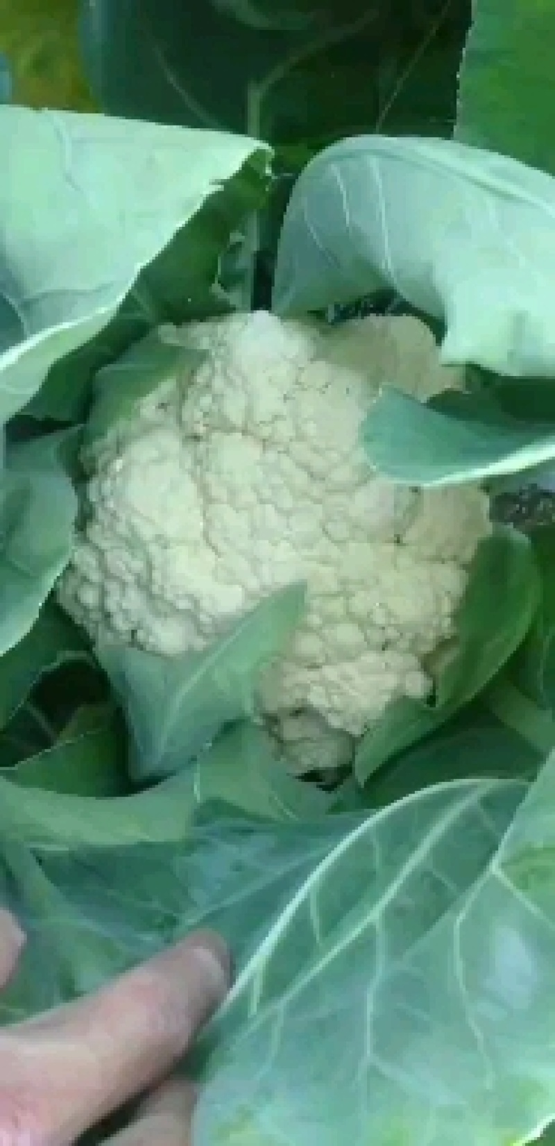 散花已经上市。精品货。通货都有。价格合理。