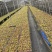 霍山原产地石斛直销大量批发可磨粉现货，品质好