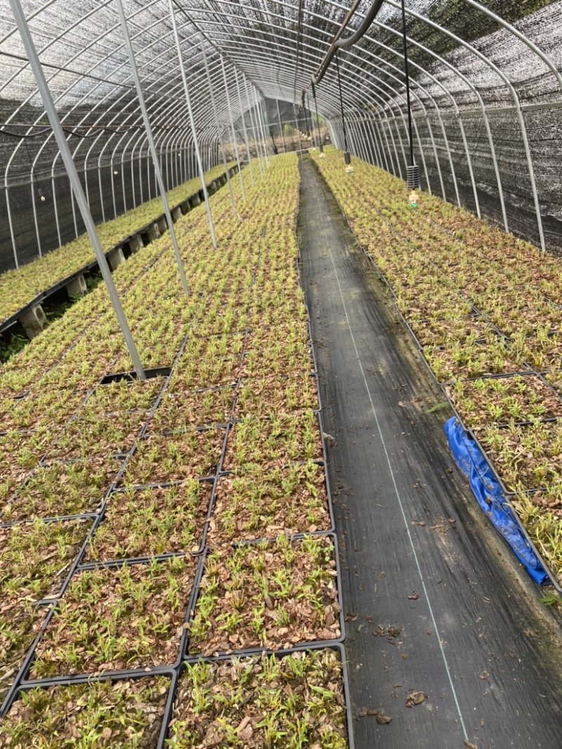 霍山原产地石斛直销大量批发可磨粉现货，品质好