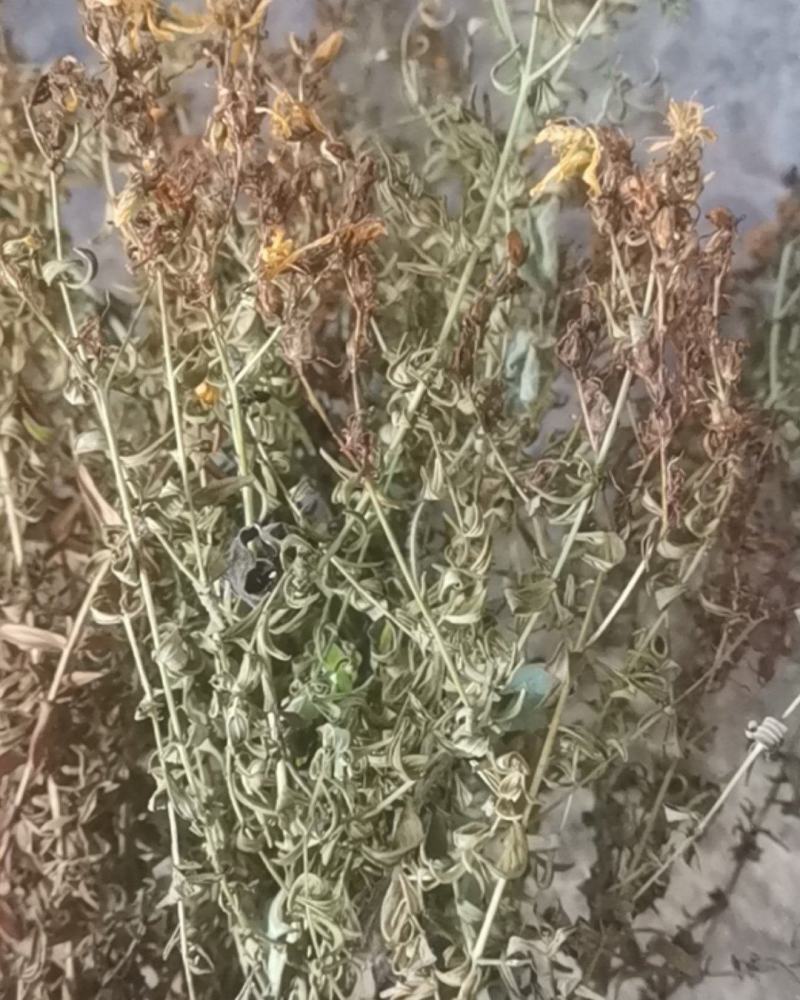 贯叶连翘
