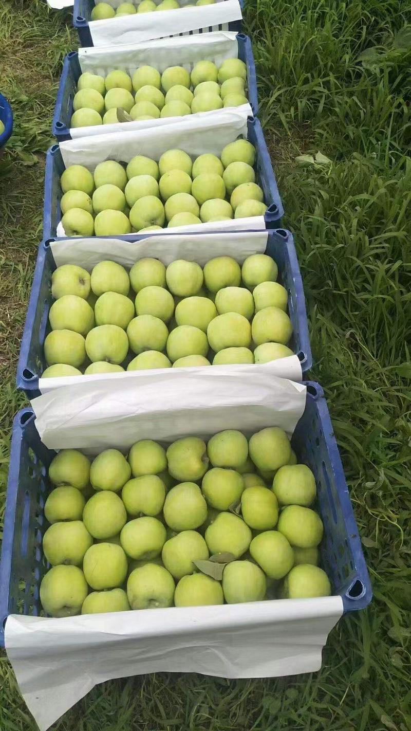 藤木苹果，大量现货供应，几毛钱一斤，海量货源