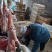 清真新鲜兔肉