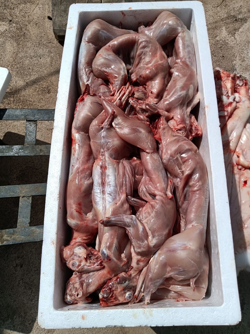 清真新鲜兔肉
