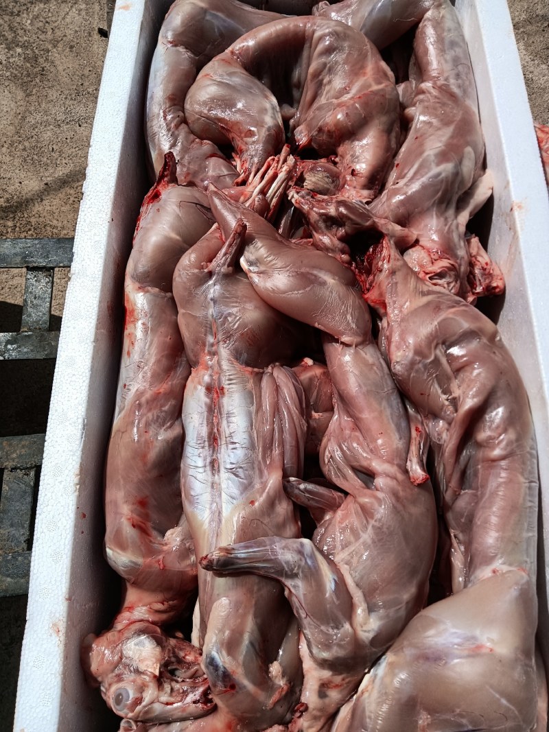清真新鲜兔肉