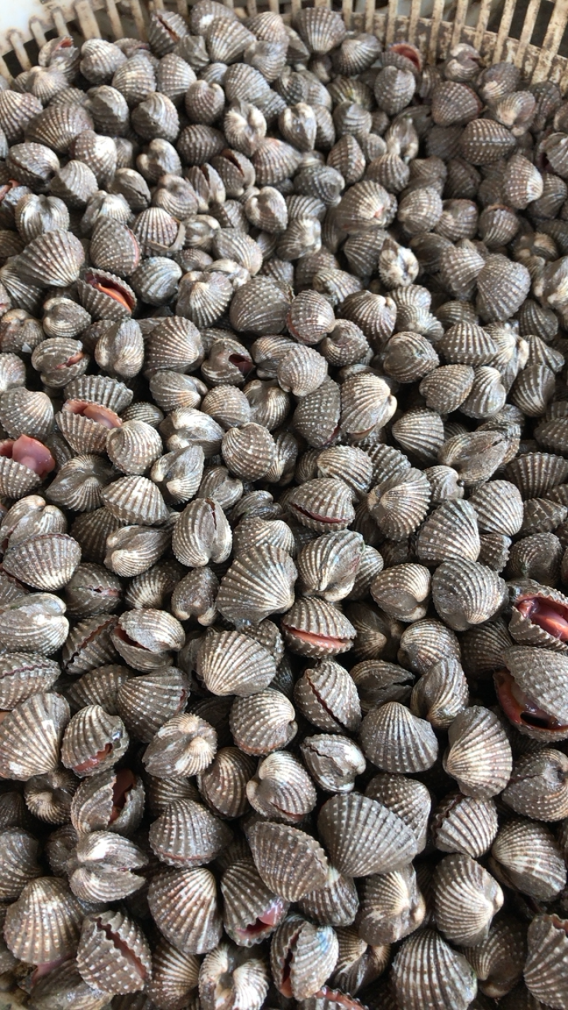 鲜活血蛤蜊血贝血钳不包运费连云港海头直发