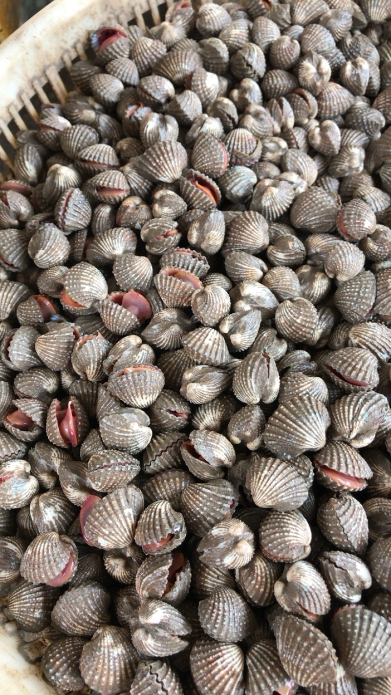 鲜活血蛤蜊血贝血钳不包运费连云港海头直发