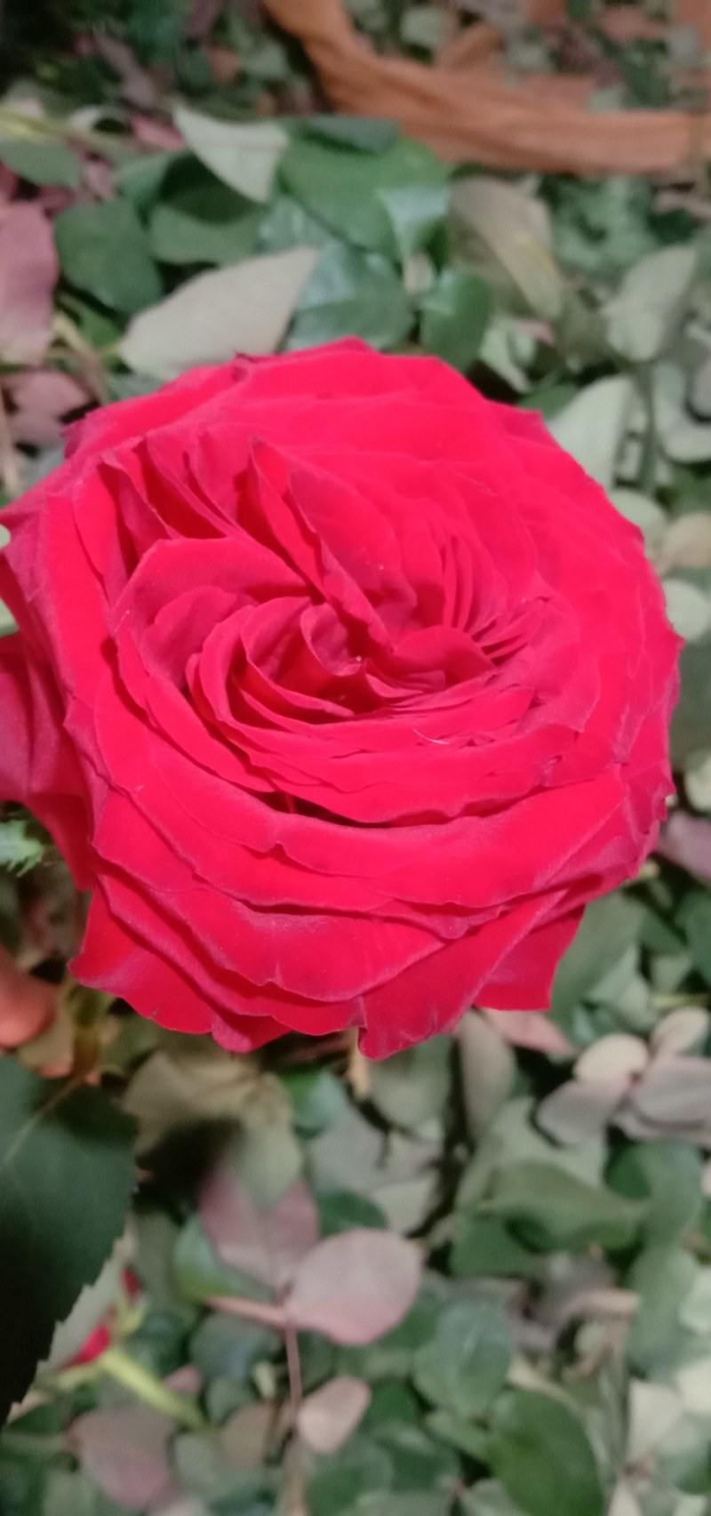 玫瑰苗四季玫瑰花小苗一年四季开花，一年四季可栽种