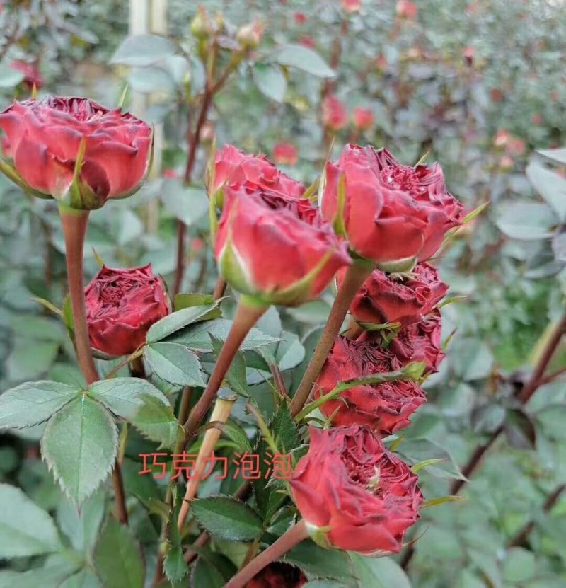云南昆明呈贡斗南玫瑰花小苗基地发货，一年四季欢迎咨询