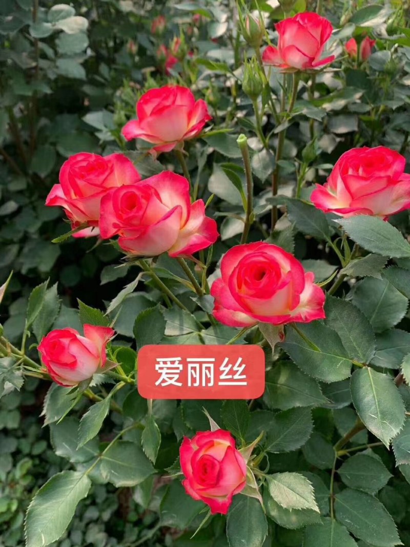 云南昆明呈贡斗南玫瑰花小苗基地发货，一年四季欢迎咨询