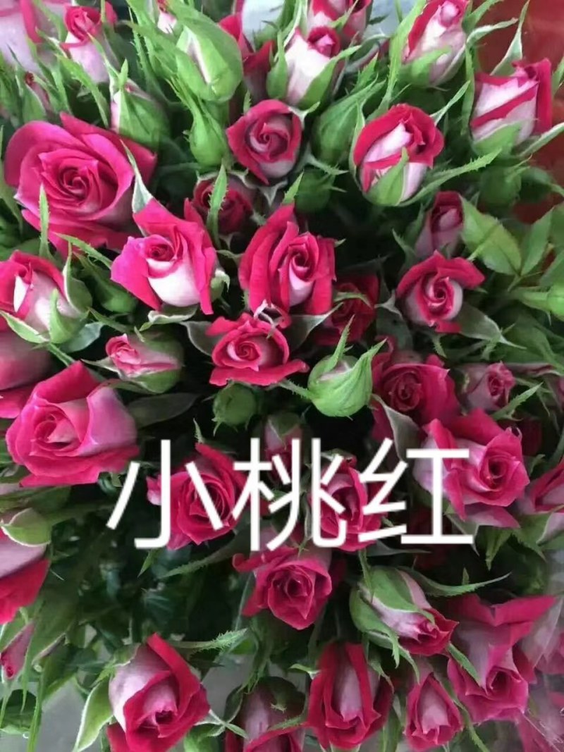 云南昆明呈贡斗南玫瑰花小苗基地发货，一年四季欢迎咨询