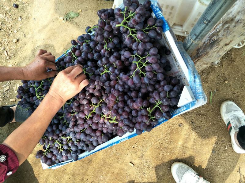 优质无籽玫瑰香葡萄，大量上市口感香甜，糖度20