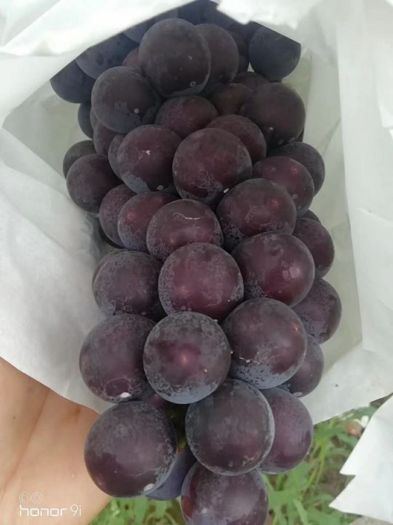 陕西沪太葡萄基地批发，沪太葡萄**价格