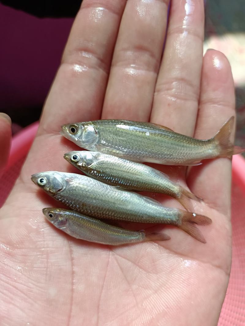 赤眼鱼苗、水花、赤眼鲮鱼苗.场地直销，技术指导，诚信合作