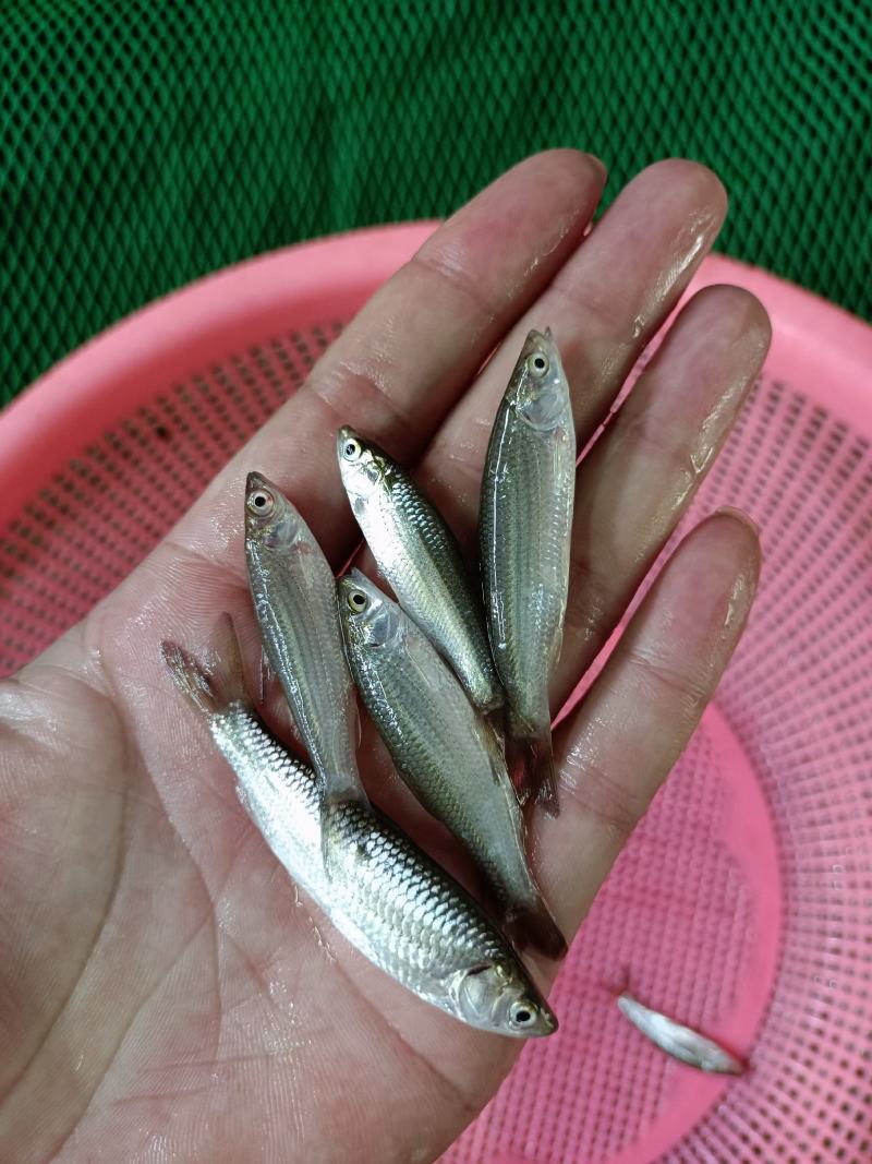 赤眼鱼苗、水花、赤眼鲮鱼苗.场地直销，技术指导，诚信合作
