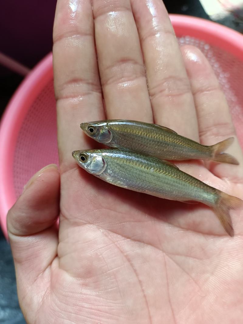 赤眼鱼苗、水花、赤眼鲮鱼苗.场地直销，技术指导，诚信合作