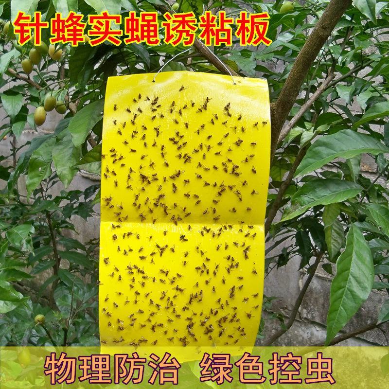 黄板瓜果实蝇诱粘板果实蝇瓜实蝇桔小实蝇针蜂捕捉粘胶板