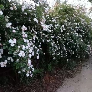 蔷薇种苗批发量大从优，品质保证易成活