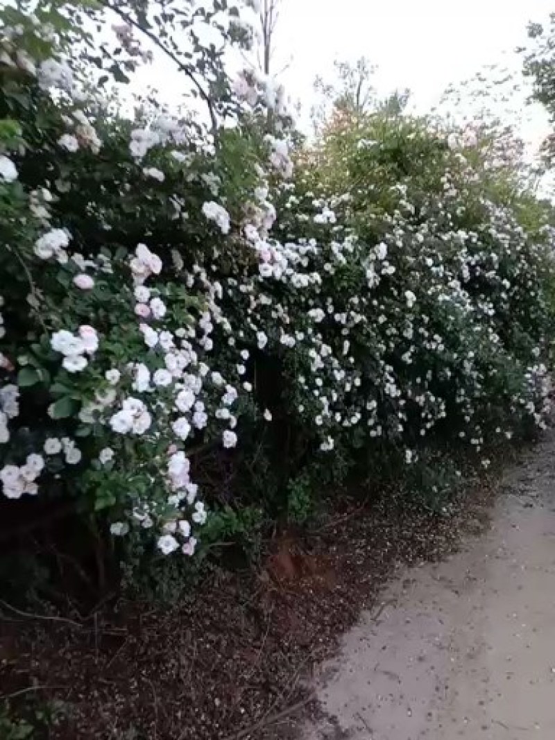 蔷薇种苗批发量大从优，品质保证易成活