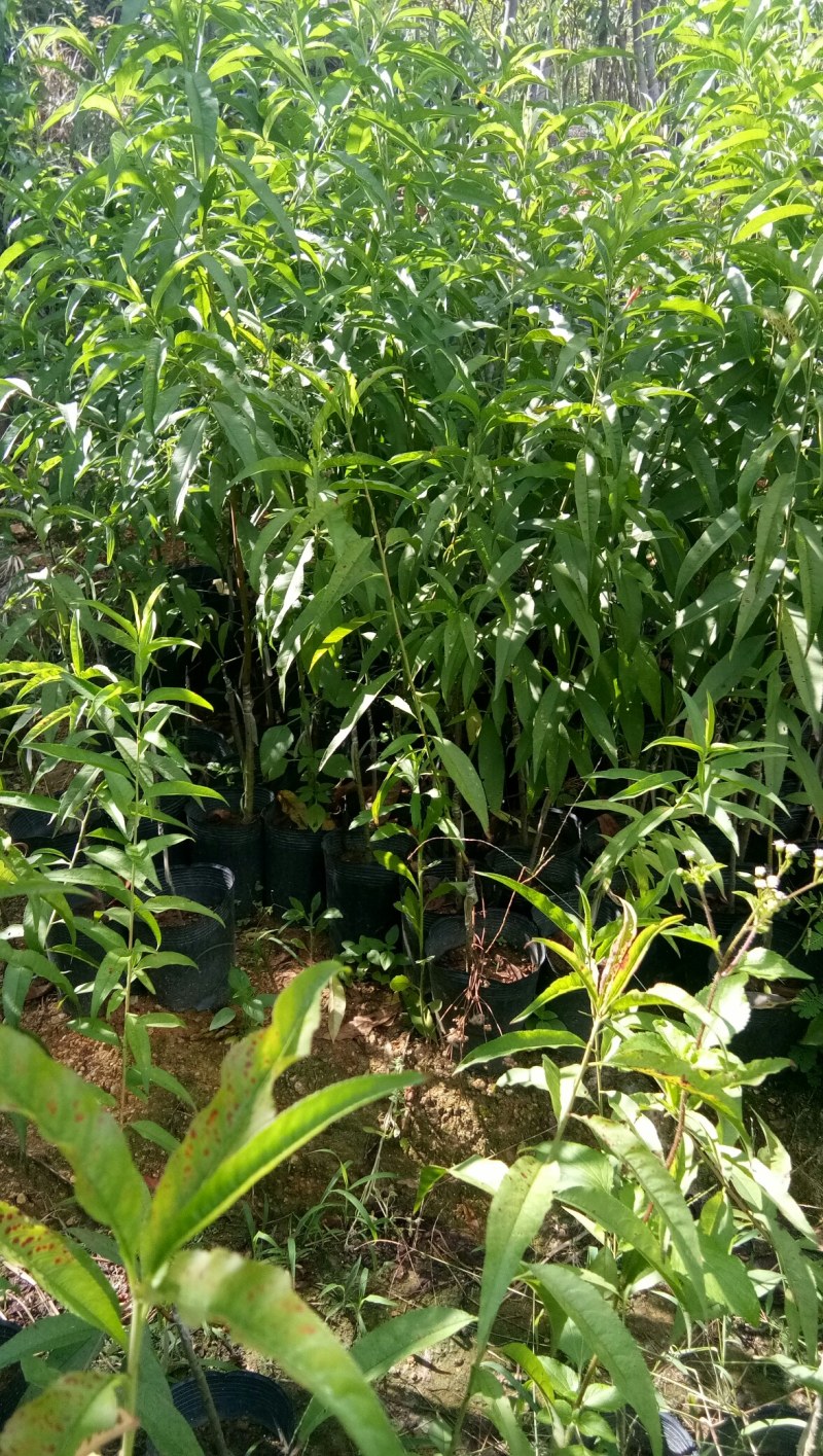 鹰嘴桃、果大、挂果高、口感清甜