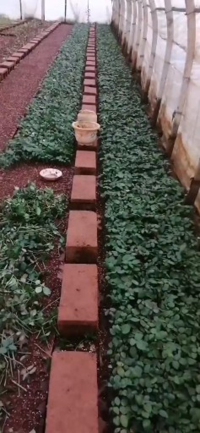 玫瑰苗云南红玫瑰苗苗圃直发假一赔百提供技术