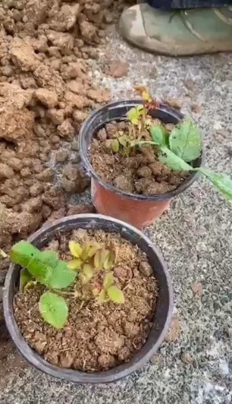 玫瑰苗云南红玫瑰苗苗圃直发假一赔百提供技术