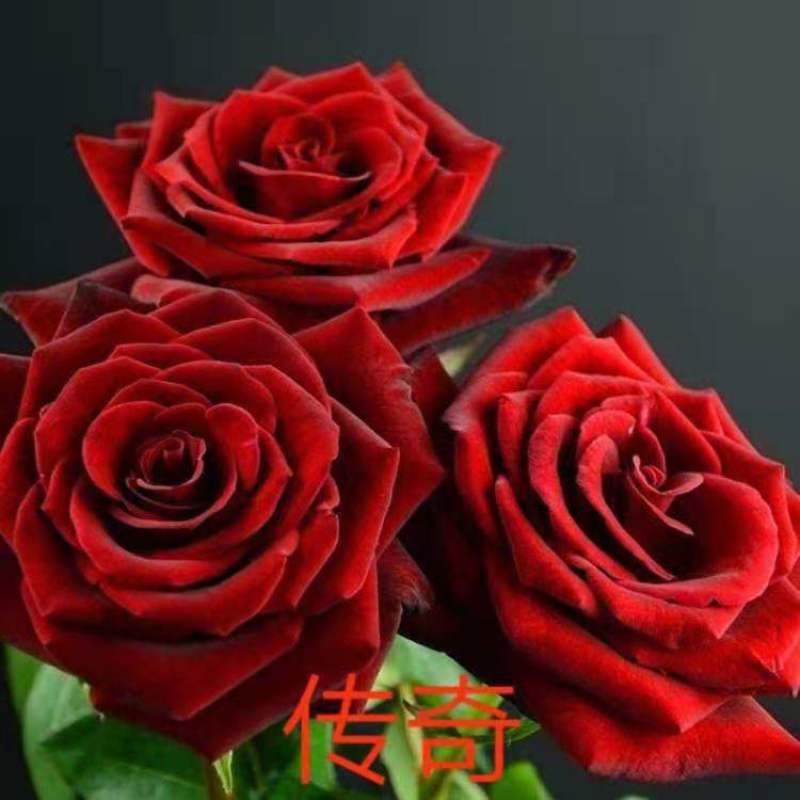 正品红玫瑰四季开花，花朵大，花瓣厚，一年四季可栽假一赔百