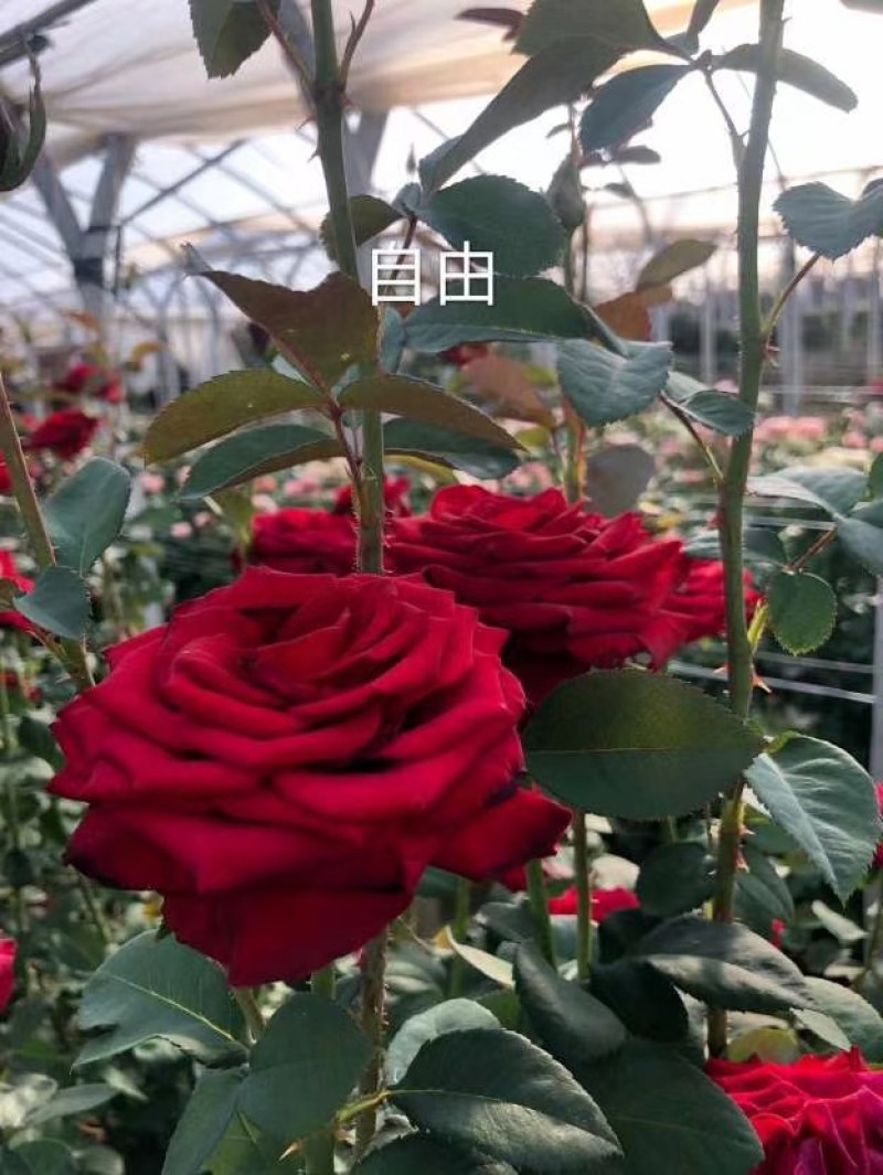 正品红玫瑰四季开花，花朵大，花瓣厚，一年四季可栽假一赔百