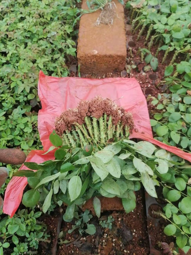 正品红玫瑰四季开花，花朵大，花瓣厚，一年四季可栽假一赔百