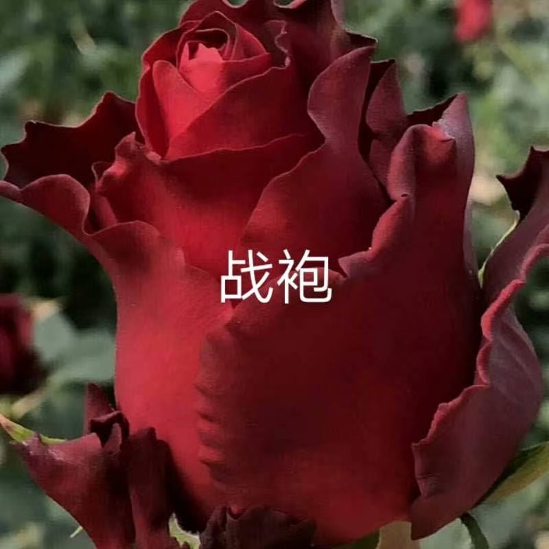 正品红玫瑰四季开花，花朵大，花瓣厚，一年四季可栽假一赔百