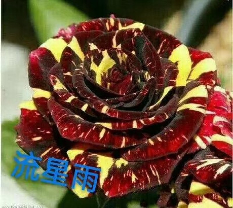 【欢迎来电咨询】云南基地发货精品复色玫瑰花苗假一赔十