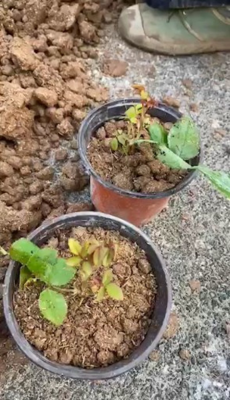 【欢迎来电咨询】云南基地发货精品复色玫瑰花苗假一赔十