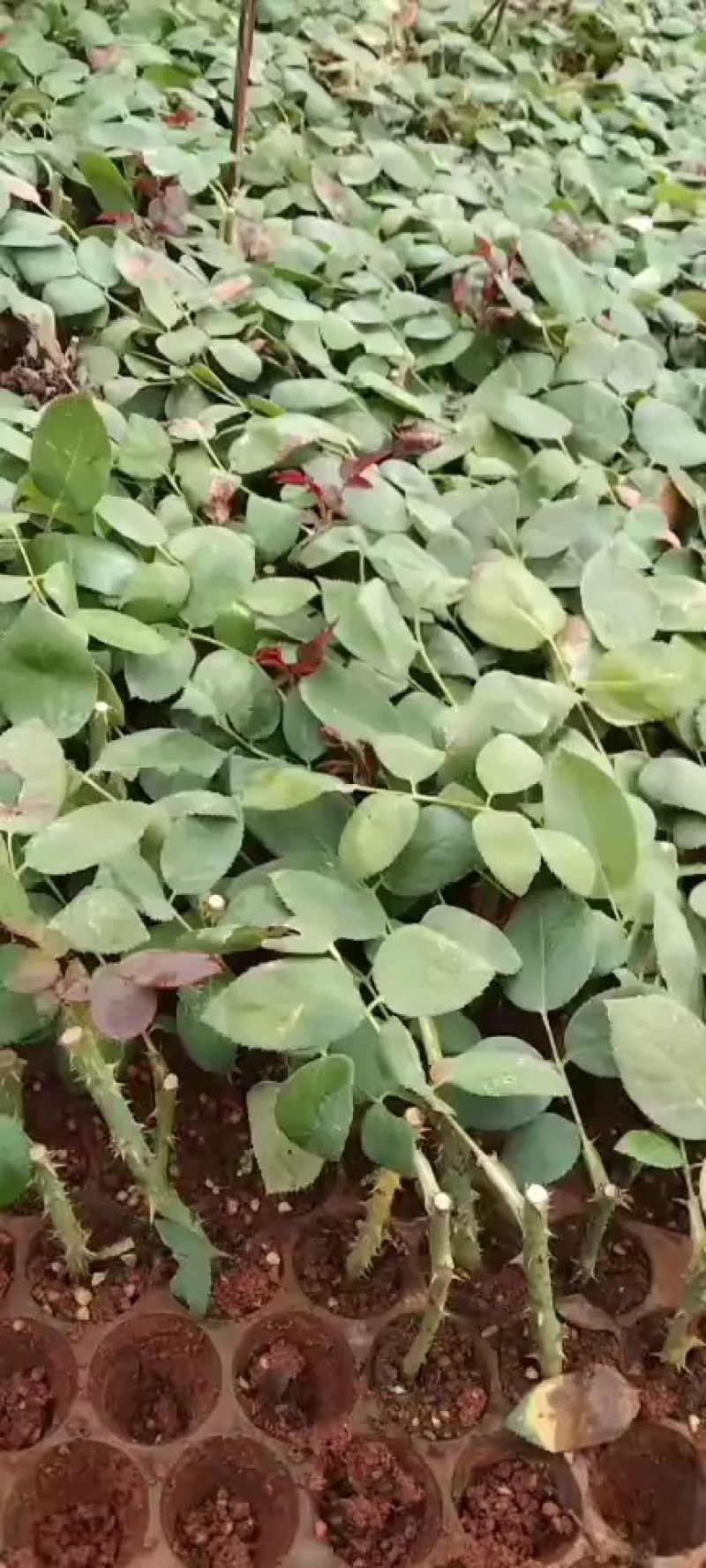 〔卡罗拉〕基地批发卡罗拉玫瑰花小苗-花朵大-抗病能力强