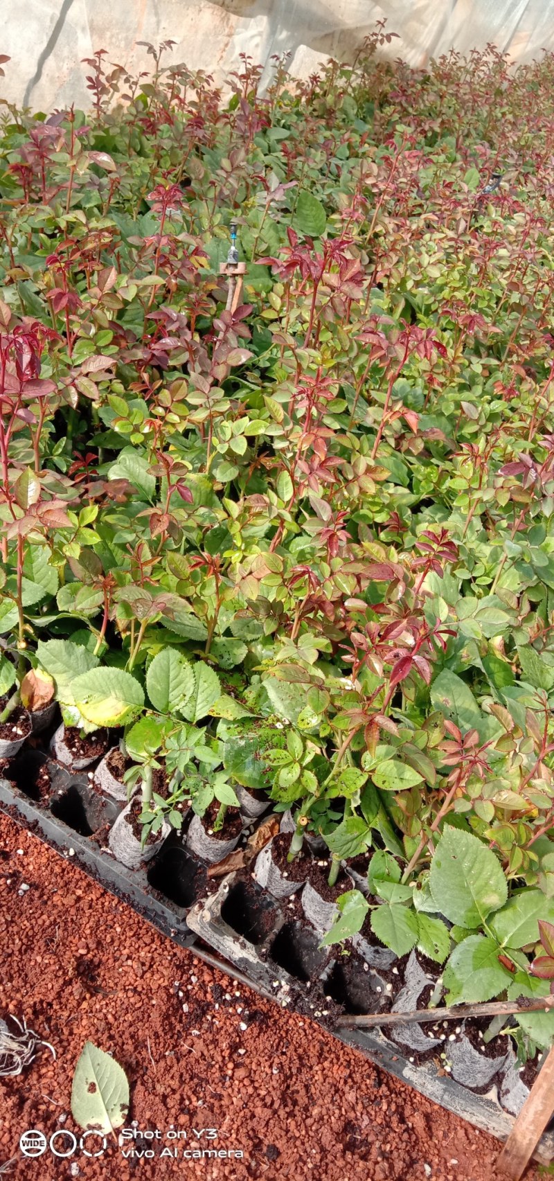 玫瑰苗四季玫瑰花小苗一年四季开花，一年四季可栽种