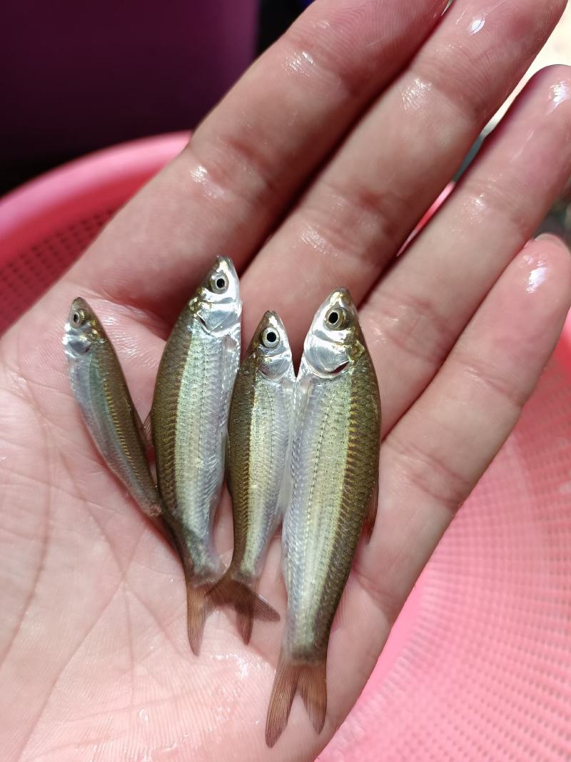 赤眼鱼苗、水花、赤眼鲮鱼苗.场地直销，技术指导，诚信合作