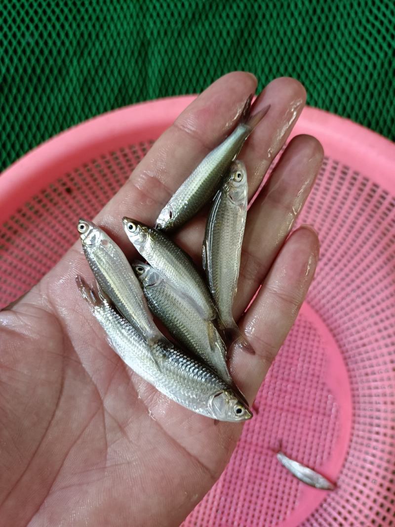 赤眼鱼苗、水花、赤眼鲮鱼苗.场地直销，技术指导，诚信合作